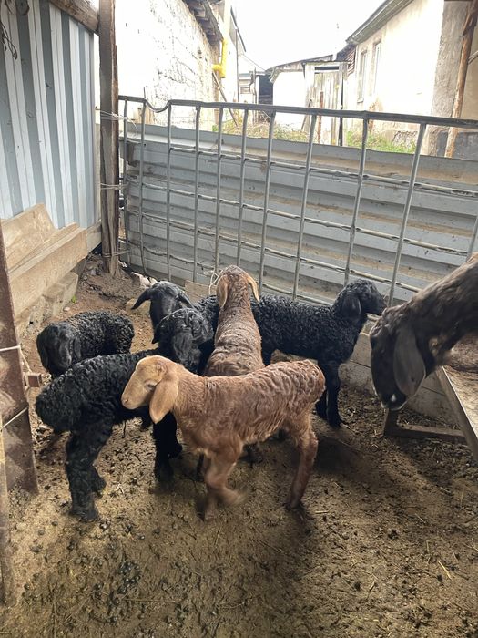 Козылы койлар бараны