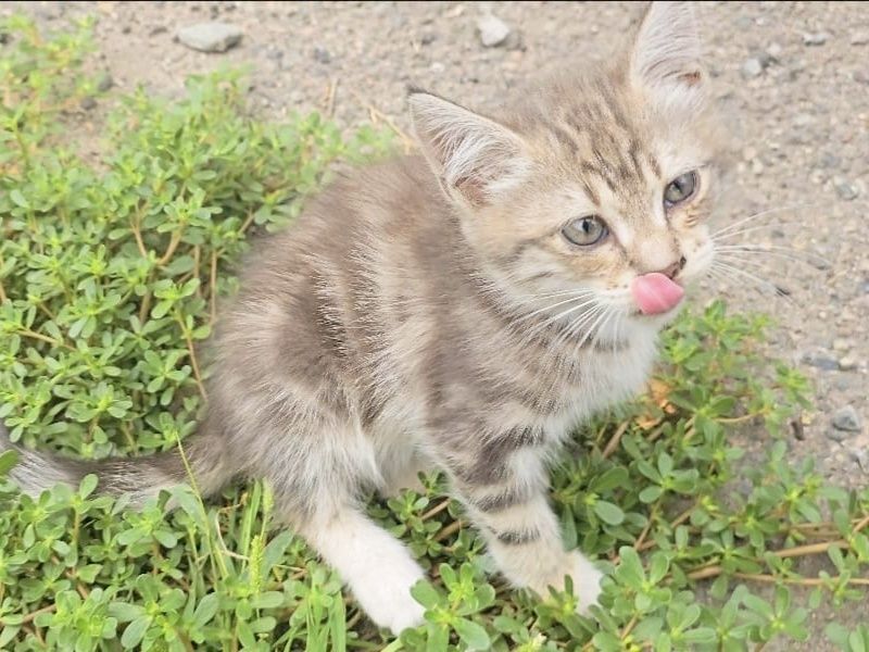 Отдам котят, мальчики