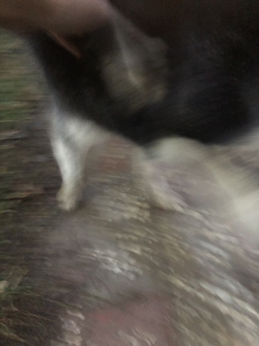 Хаски ит сатамын акылды