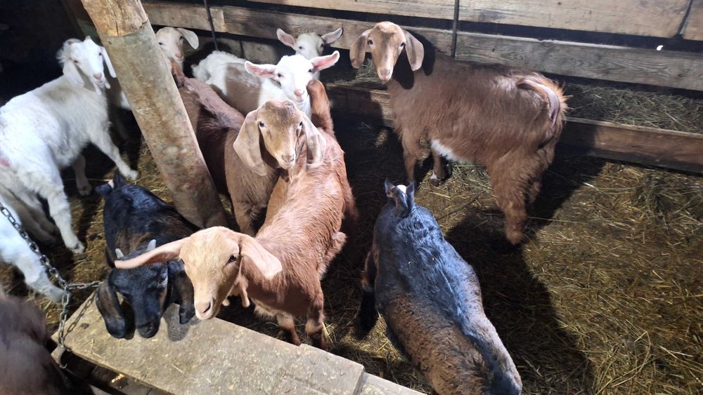 Продавам Ярета мъжки и женски