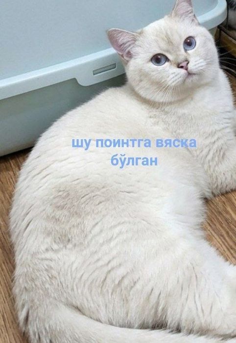 Хомиладор шотландский фолд срочна сотилади