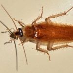 Dezinfeksiya klapa tarakan chumoli burga taxta kanasi mandaloshka kala