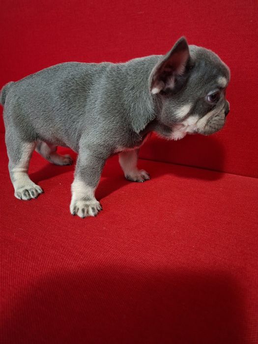 Bulldog francez mascul