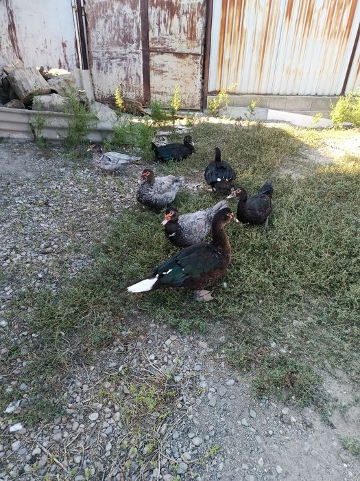 Продам молодых индоуток