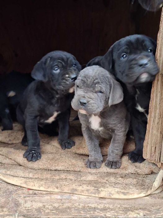 Продавам четири мъжки и едно женско