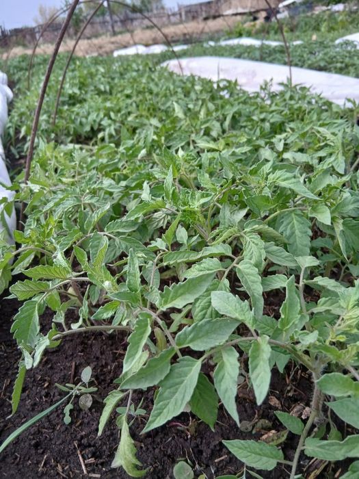 Продам рассаду помидоры