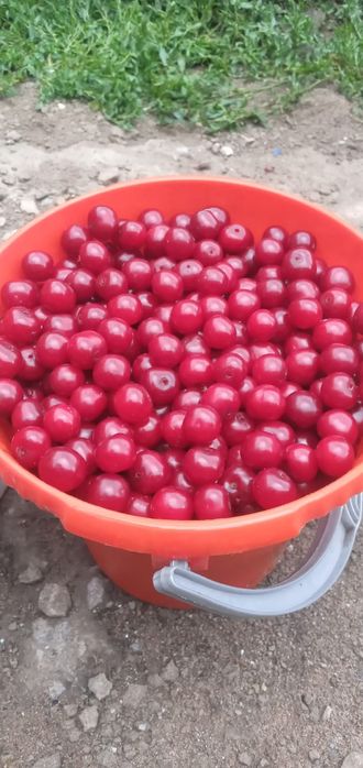 Продам рассаду клубники