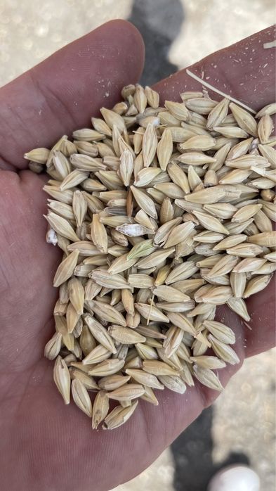 Джем, Отруби ( кебек ), сечка ( бидай )