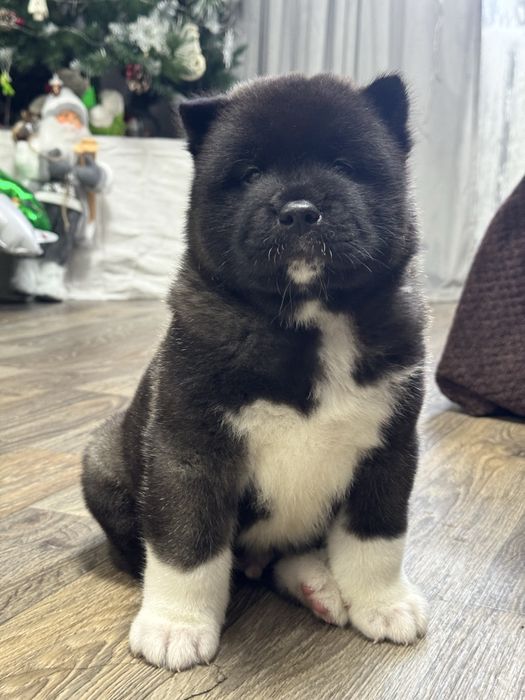 Американская Акита