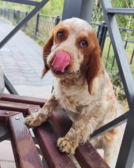 Продаётся Спаниель (английский кокер)