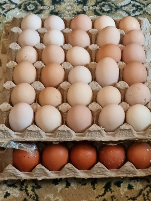 Продам инкубационные яйца