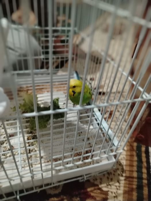 Попугай волнистый