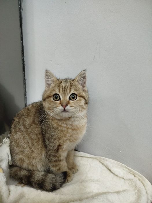 Mushukcha  aqlli , ovqatga oʻrgangan, emlangan, pasaporti bor ,