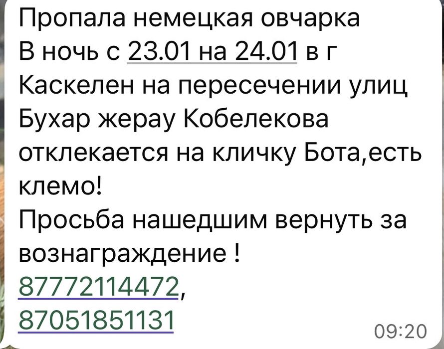 Немецкая овчарка пропала