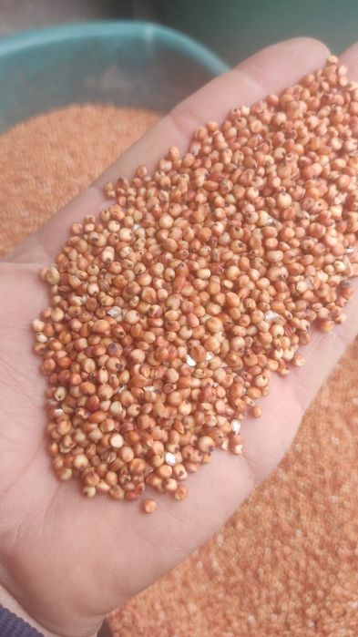 Sămânță Lucerna Certificata, Trifoi, Bromus, Sorg, Sudan, Iarba,iarba