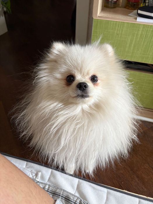 Кобель Померанский шпиц на вязку