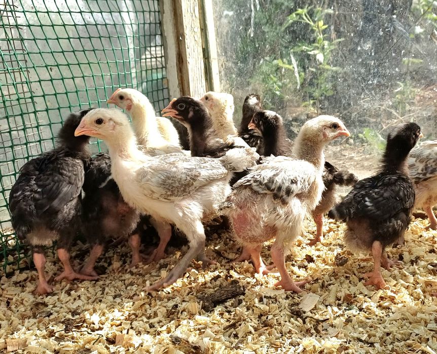 Продам месячных цыплят