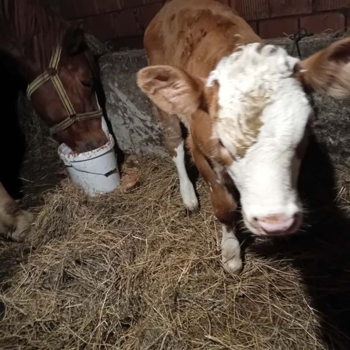 Vând vita de 5 săptămâni