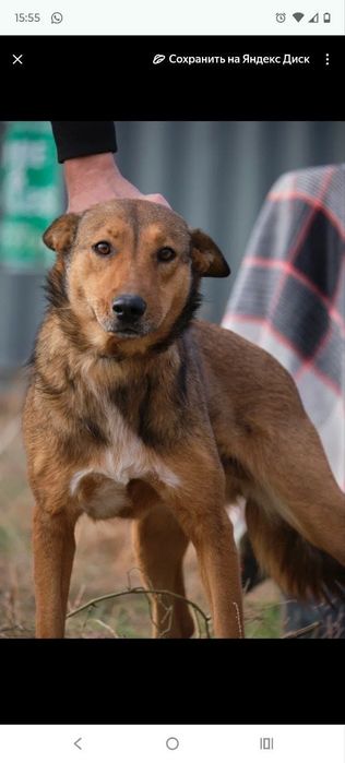 СобАчкИ кОмпаНьеНы сТорожа ОхраНиики