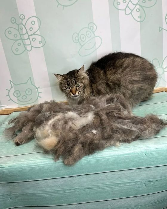 Ветеринарный Врач г.Семей