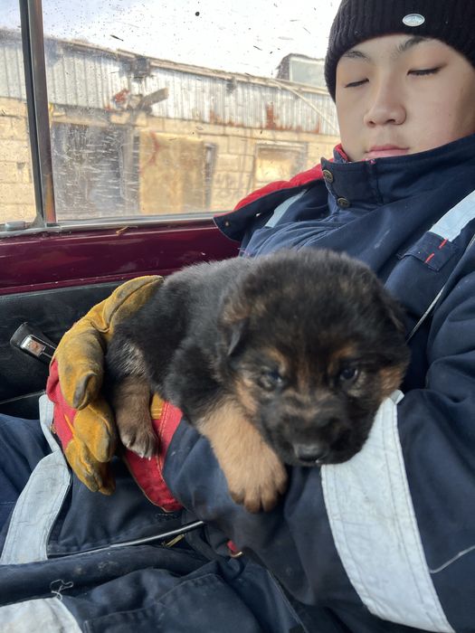 немецкий овчарка чистокровный