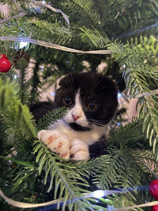 Продам котят британцы