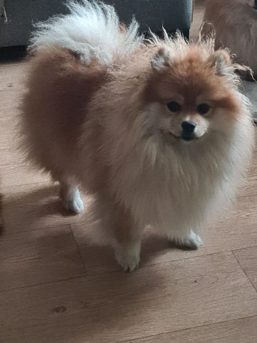 Девочка шпиц 7 месяцев