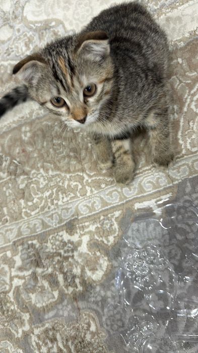 Кошка 3 месяцев,