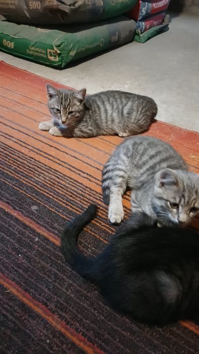 Отдам в хорошие руки котят