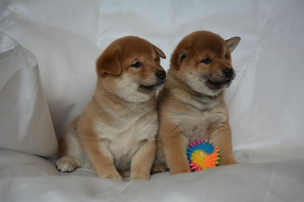 щенки сибы японской