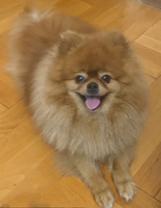 Вязка померанский шпиц