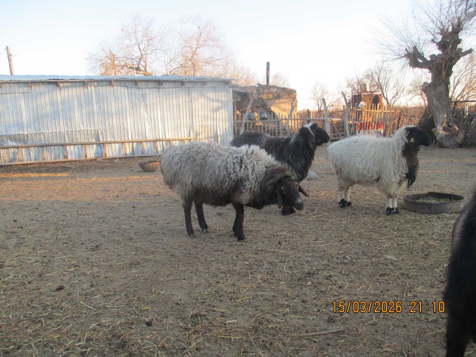 Семіз қой сатылады.