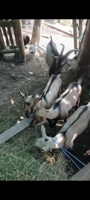 Țap alpin, ciut genetic și băieții lui