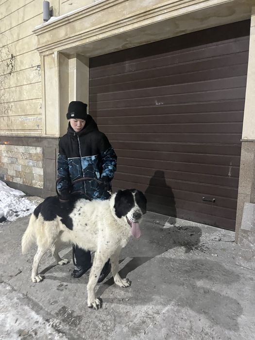 Продам кобеля алабая Линии Карабаса