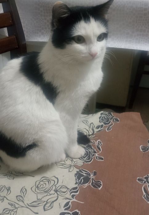 Кошечка ,5мес в добрые руки.