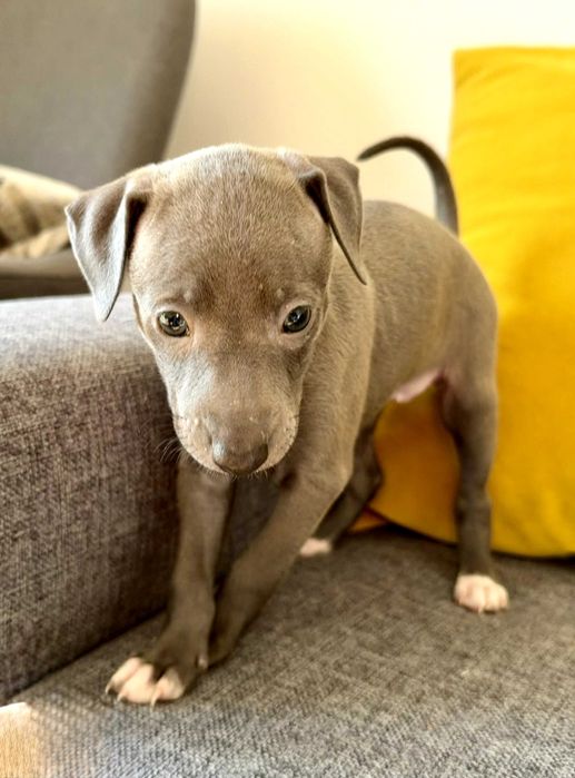 Италианска хрътка – изящество, благородство и безупречен произход