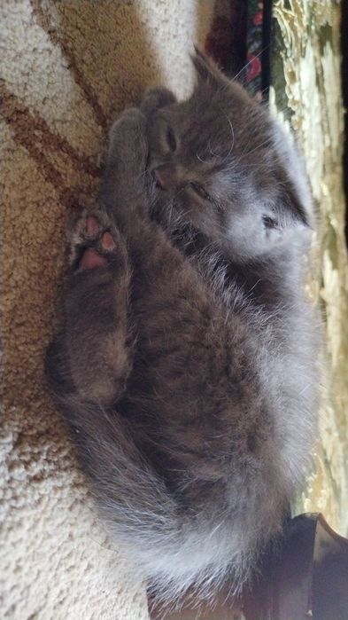 Продам котят: суотиш фолд и страйд