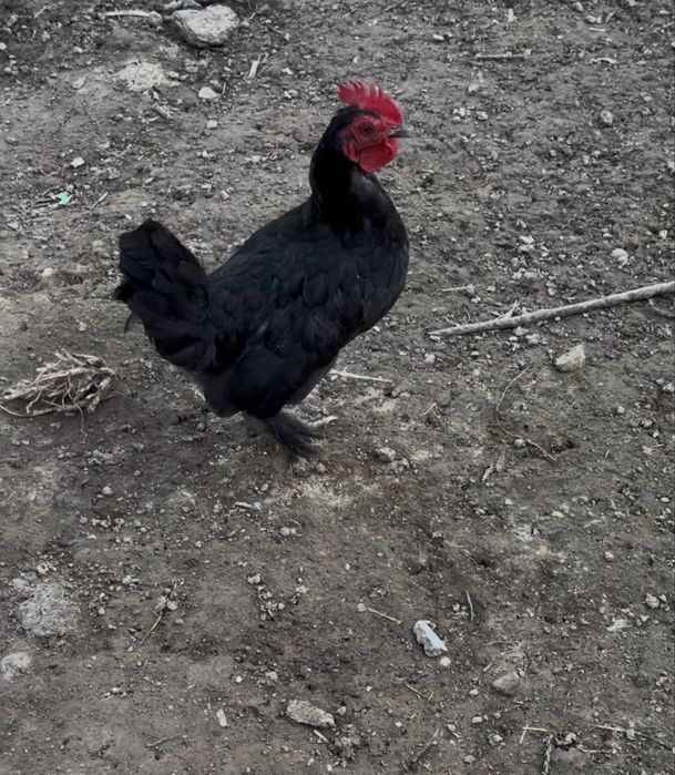 Horozla sotila tovulani bosvoti