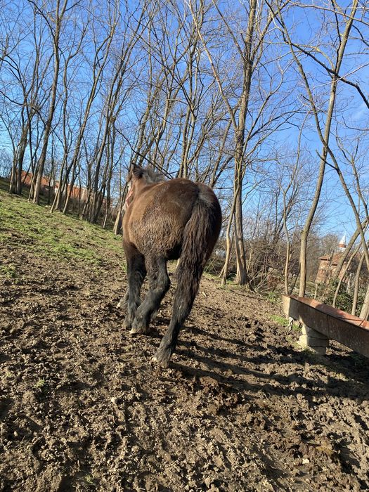 Vand manz de 6 luni semigreuu .