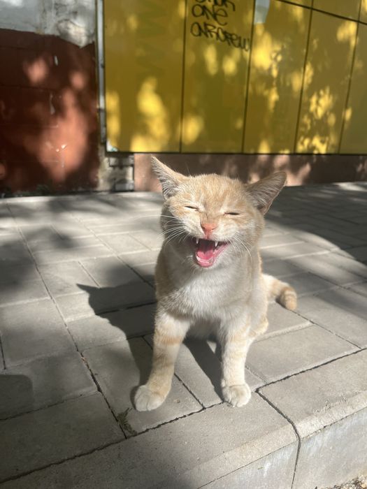 котенок ищет дом