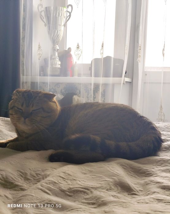 Продам британский кот