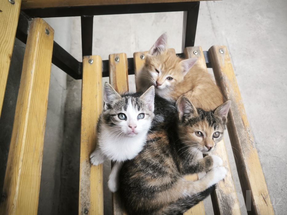 Котёнок ,бесплатно хорошим людям