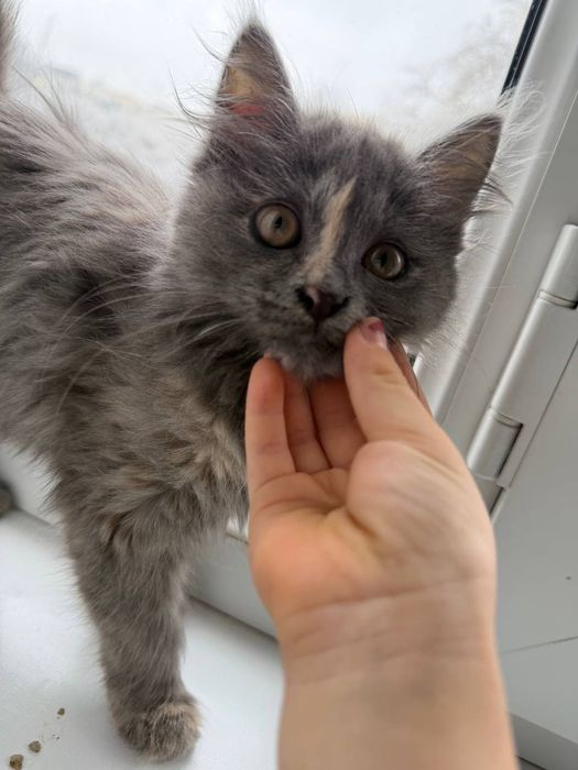 Mushuk bepul  beriladi