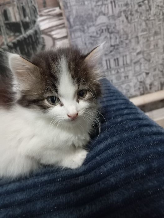Отдам котят, бесплатно!