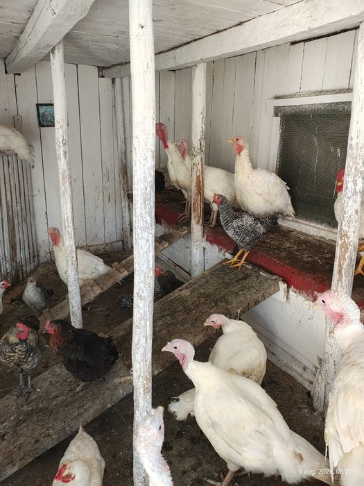 Curcani albi crescuti in gospodărie