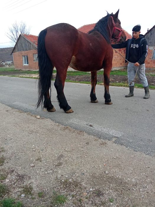 O iapa mare de vanzare are si mănza ardeneza da se vinde separat