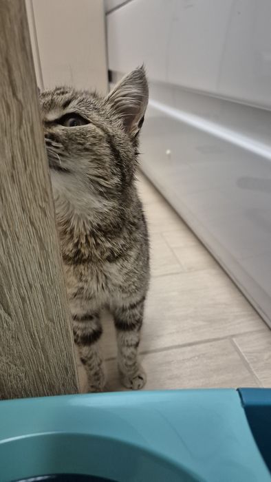 Peticel pisica blanda