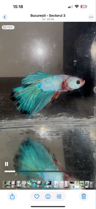 Pesti betta multicolori multiple rase . Hmpk plakat, halfmoon, veiltai ...