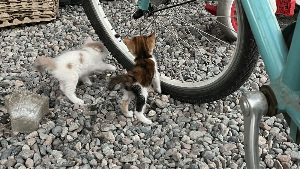 Котята в добрые руки