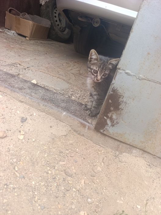 Маленький котик ищет дом